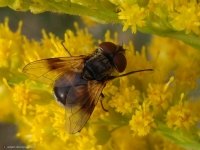 Biologizacja gospodarstw rolnych najlepszym sposobem na muchy