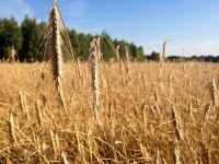 Pożyteczne mikroorganizmy – w służbie rolnictwu i środowisku naturalnemu